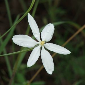 Meet your Posher, Suzanne